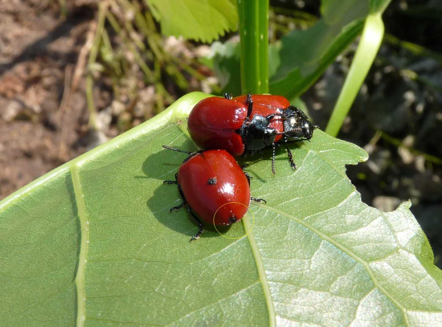 Chrysomela populi - confermata